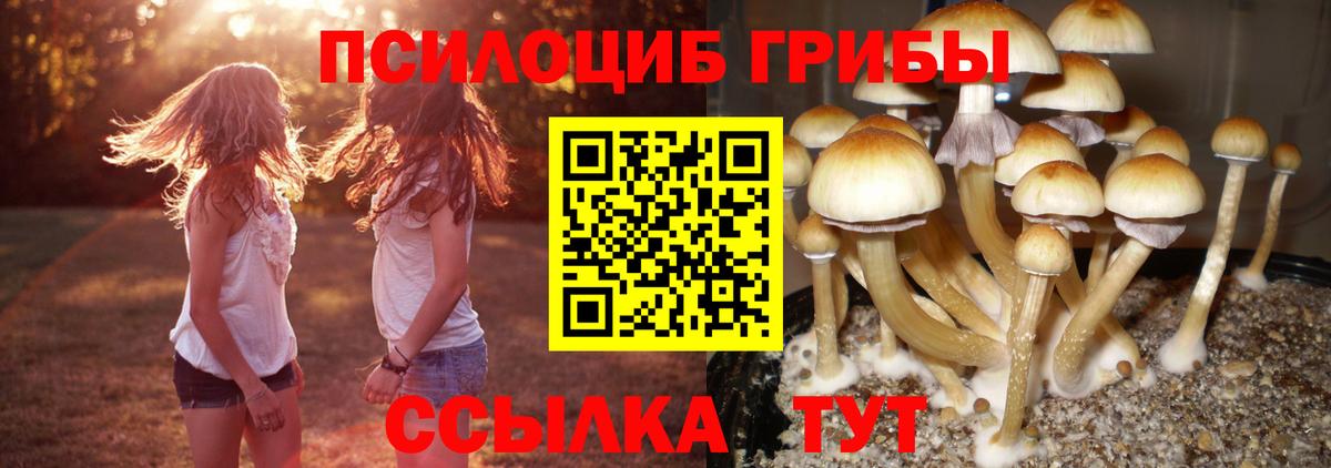 Мыски  Псилоцибиновые грибы Psilocybine cubensis  купить   Вход с VPN 